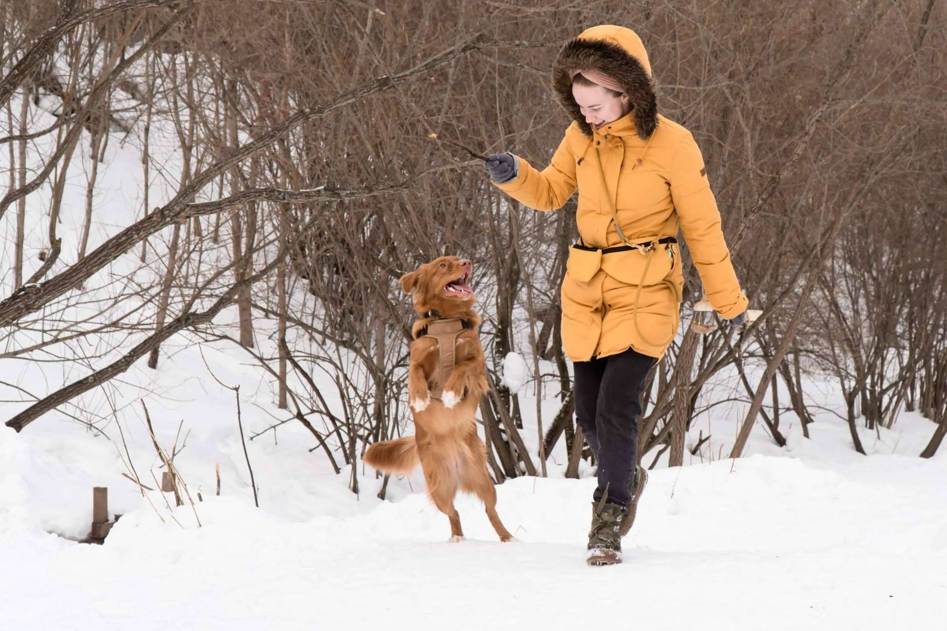 Los cuidados que requieren los perros de cara al invierno, con LovePets