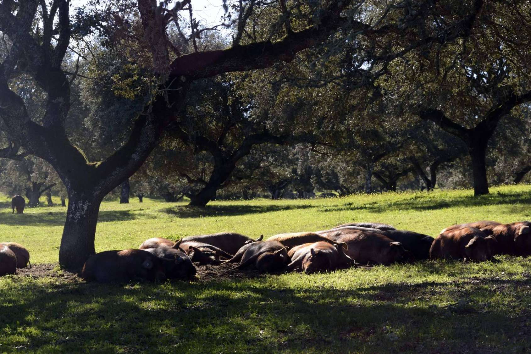 Jamón ecológico, calidad en manos de Don Ibérico