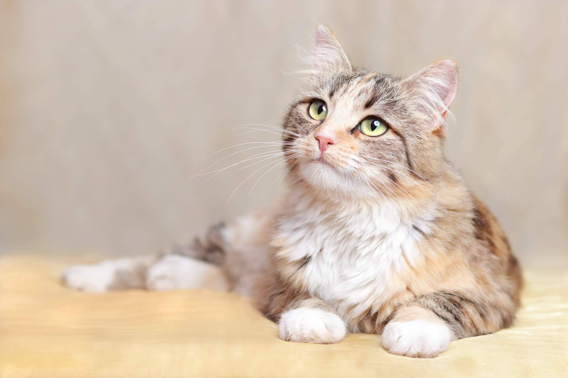 ¿Dónde encontrar bebederos para mascotas? Can Xana