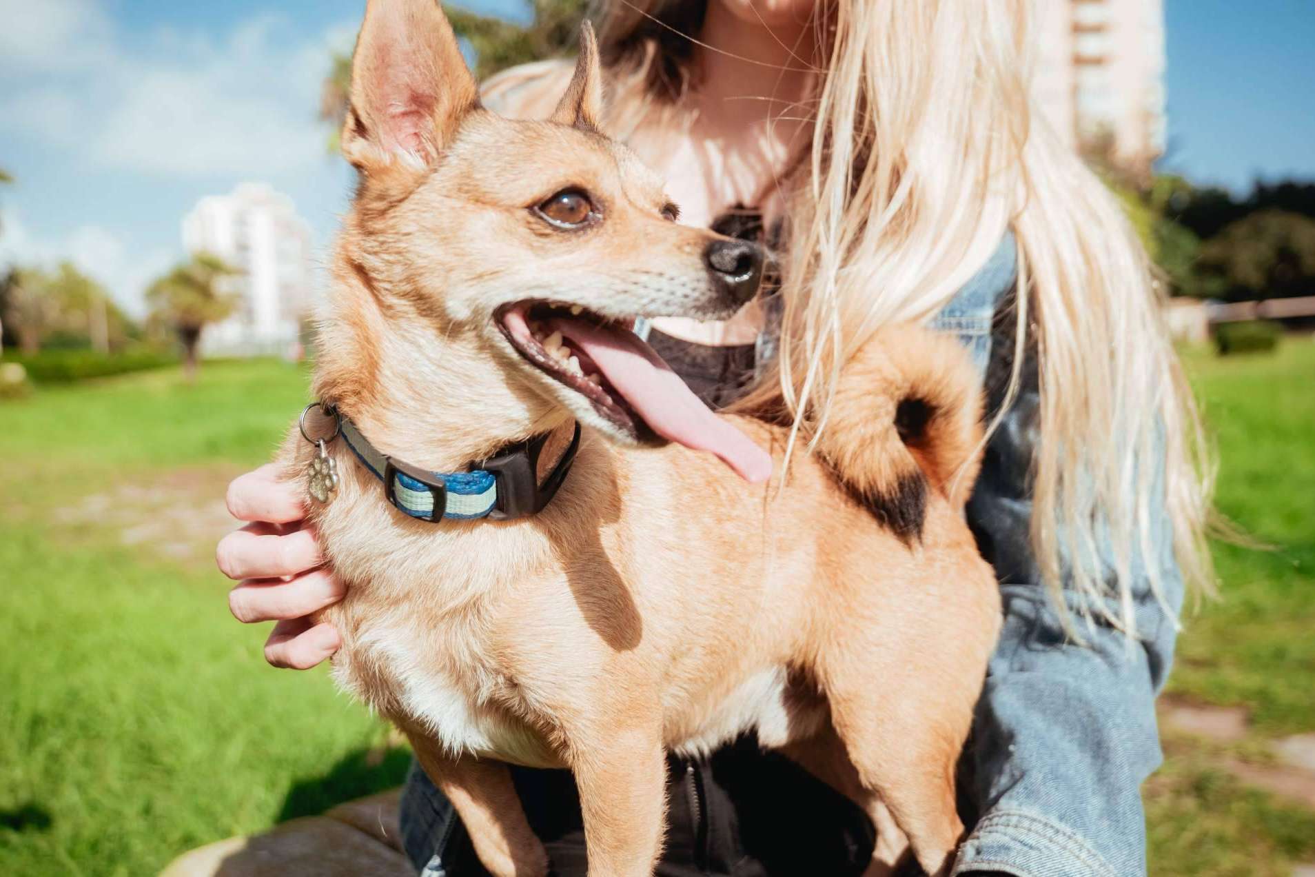 Nuevo PET Finder 4G, un localizador GPS para proteger a las mascotas