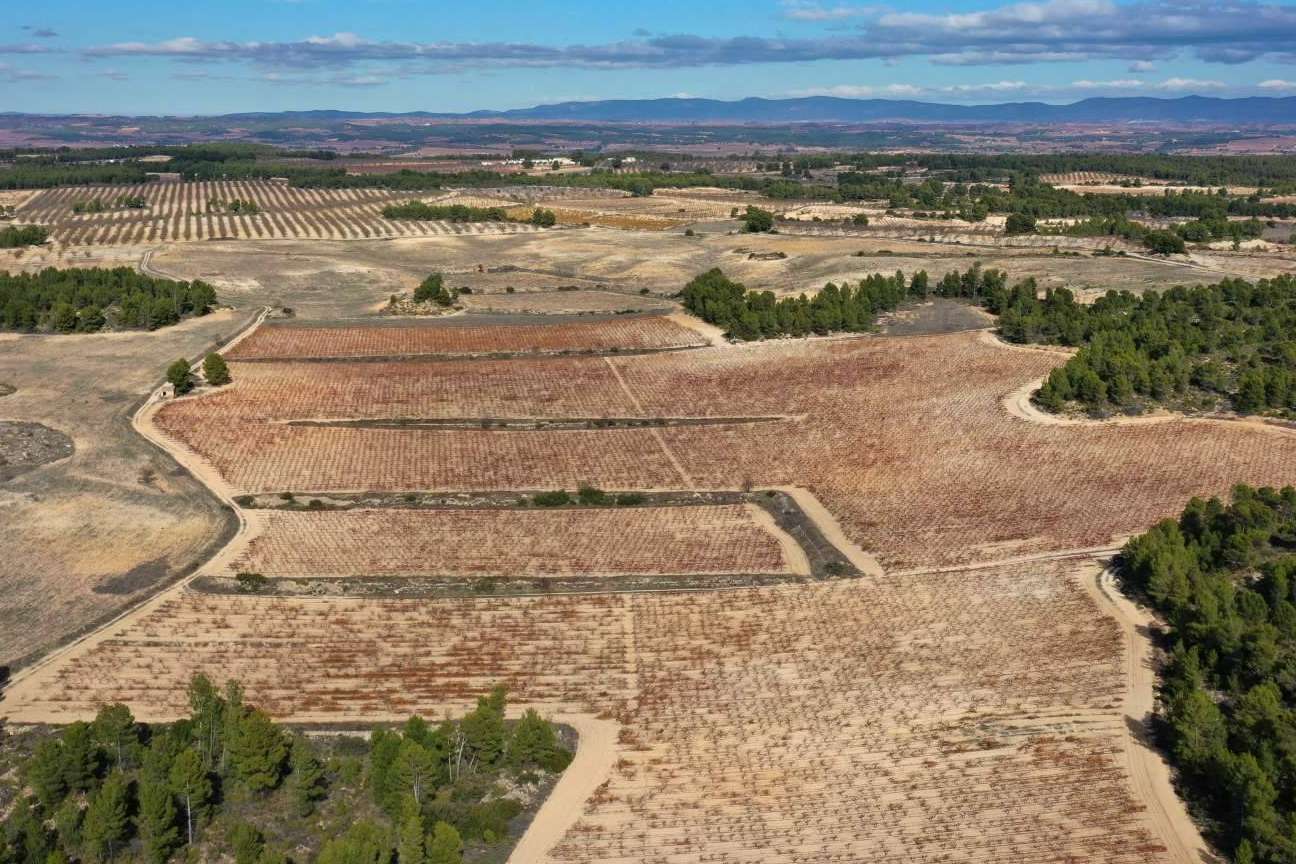 El vino ecológico Pago de los Balagueses de Bodegas Vegalfaro cuenta con la denominación 'vino de pago'