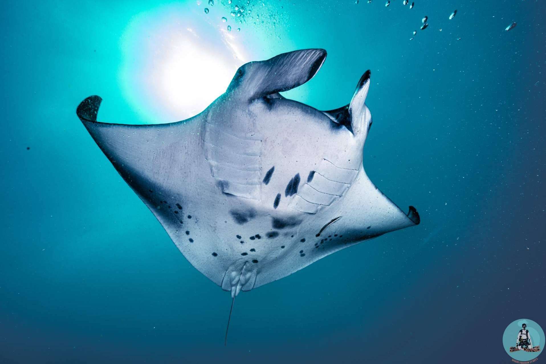 Scuba Finders; La start up tecnológica que revoluciona el mundo del buceo