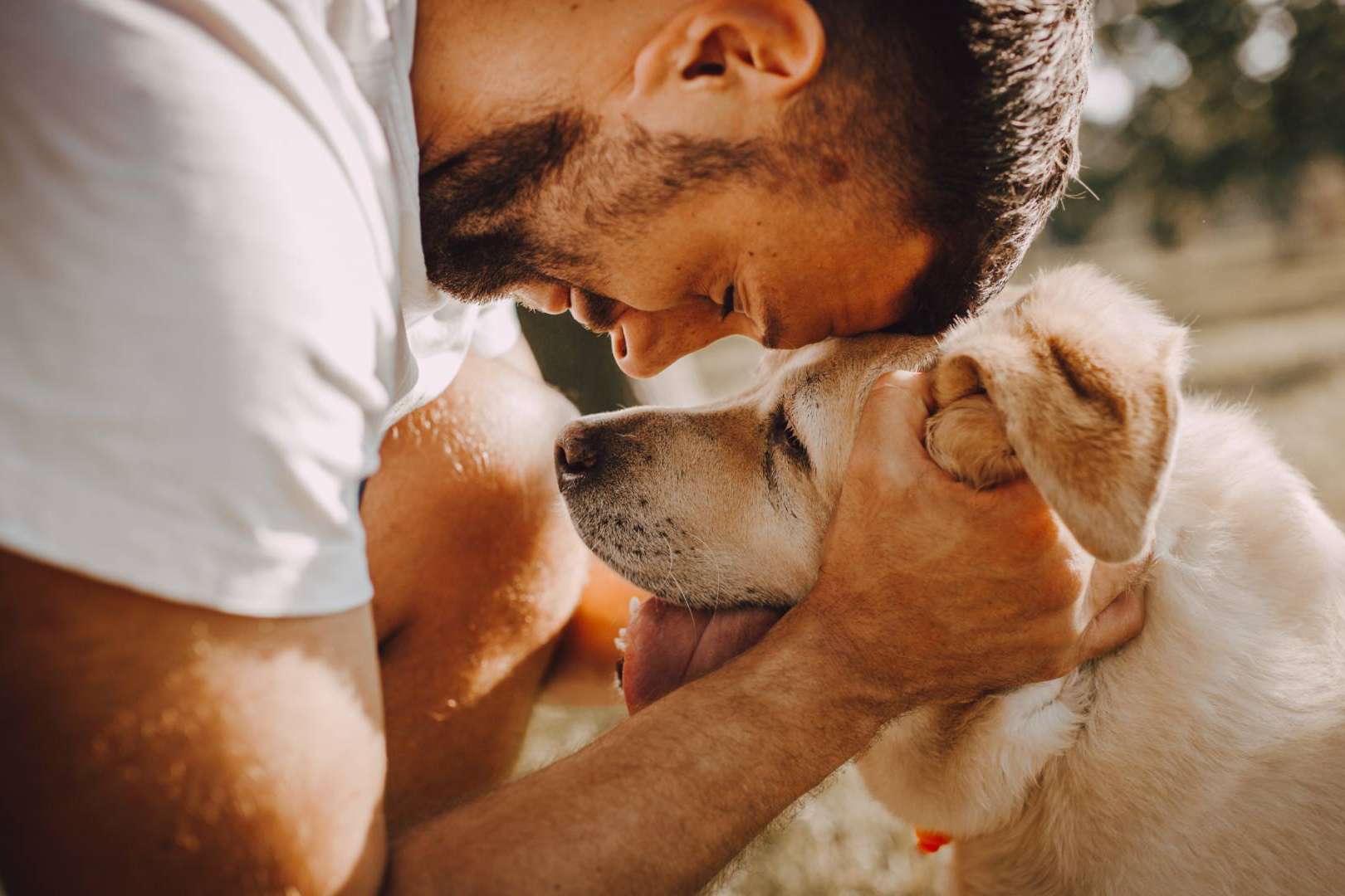 Los problemas más comunes en las mascotas durante el verano