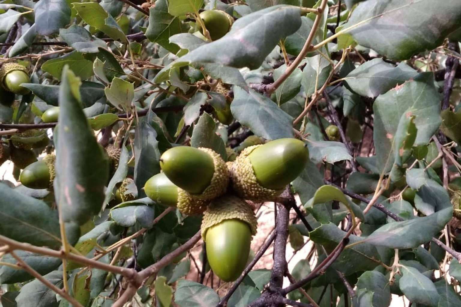 Gama de productos Finca Roncales