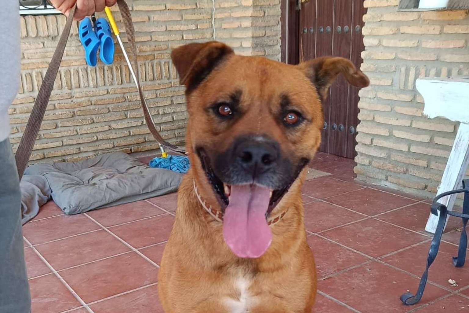 SOS Vidas, esperanza y protección para los animales en situación de abandono