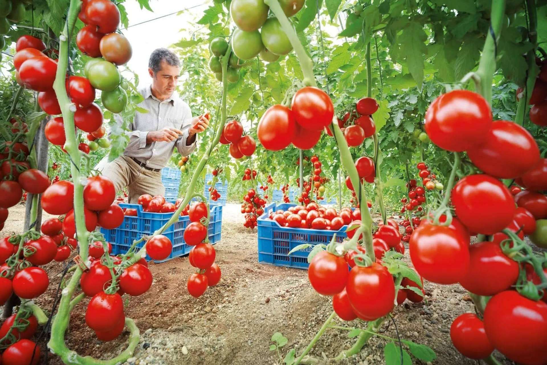 Agricultura ecológica; más rendimiento y resiliencia