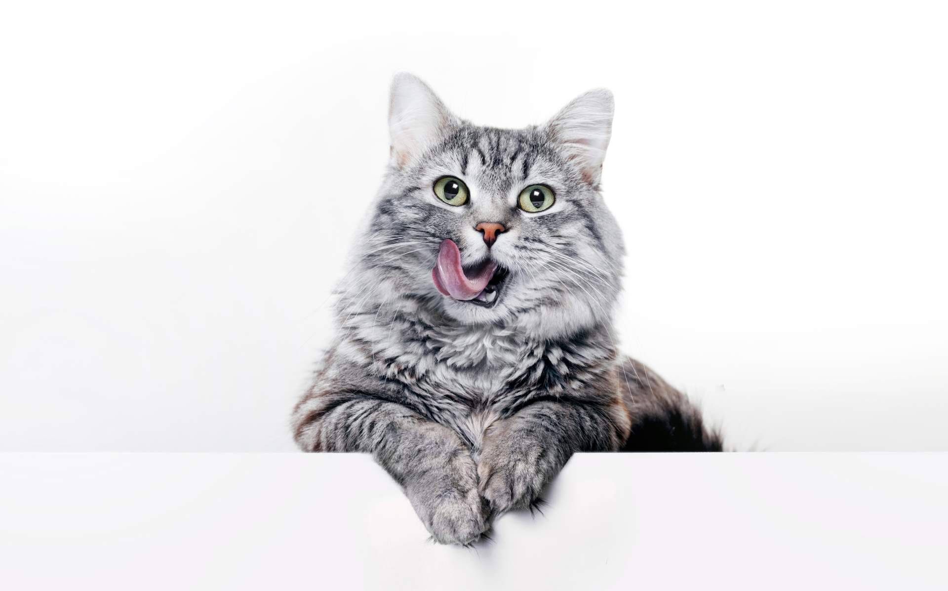 Miss Patitas Peludas; variedad y calidad en alimentación para gatos y perros en su tienda online