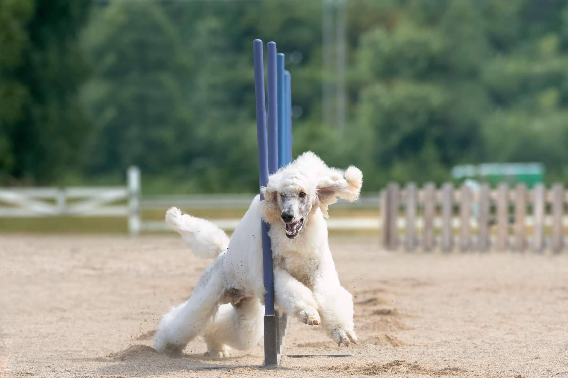 Las 7 residencias caninas mejor valoradas de Madrid