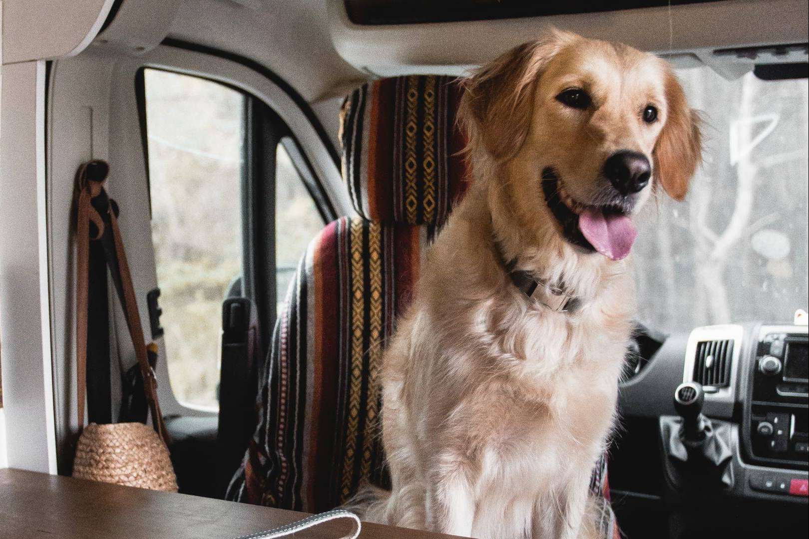 Cómo viajar con mascotas en autocaravana; Consejos para una ruta segura y sin estrés