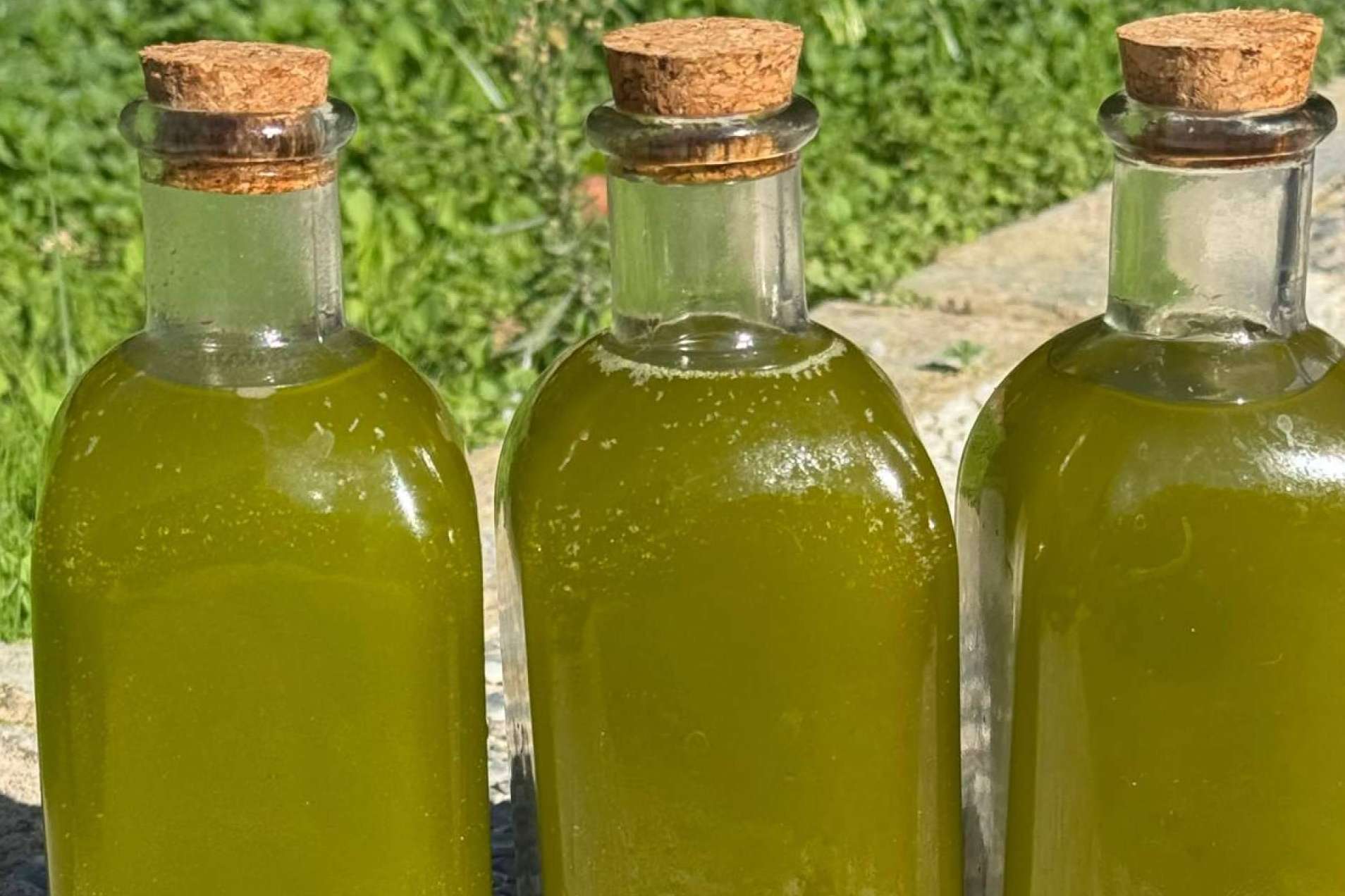 Tradición, excelencia y sabor; así se cultiva el aceite de oliva gourmet de Tercio de las Torres