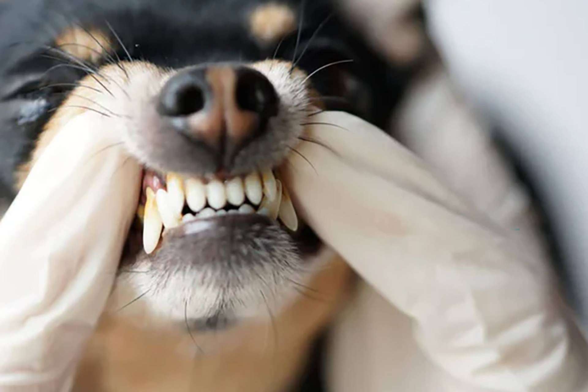 Kalzyme K9; la revolución en salud bucal para perros de servicio llega a España