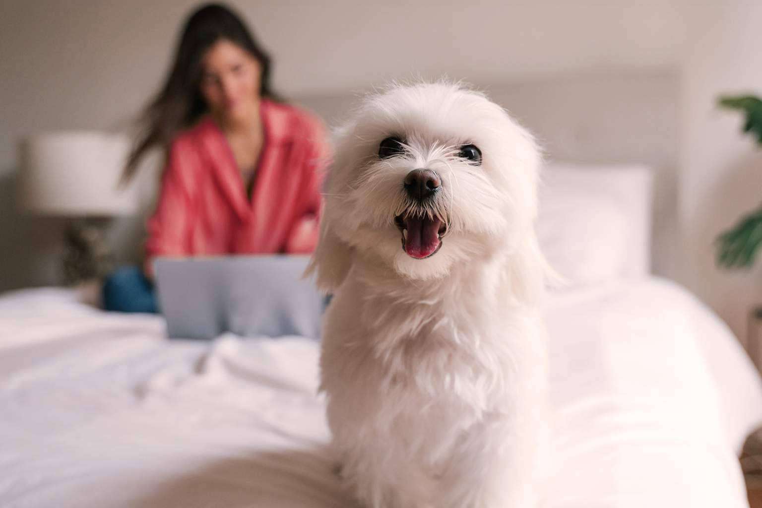 ¿Qué tipos de Seguro de Mascotas ofrece Línea Directa?