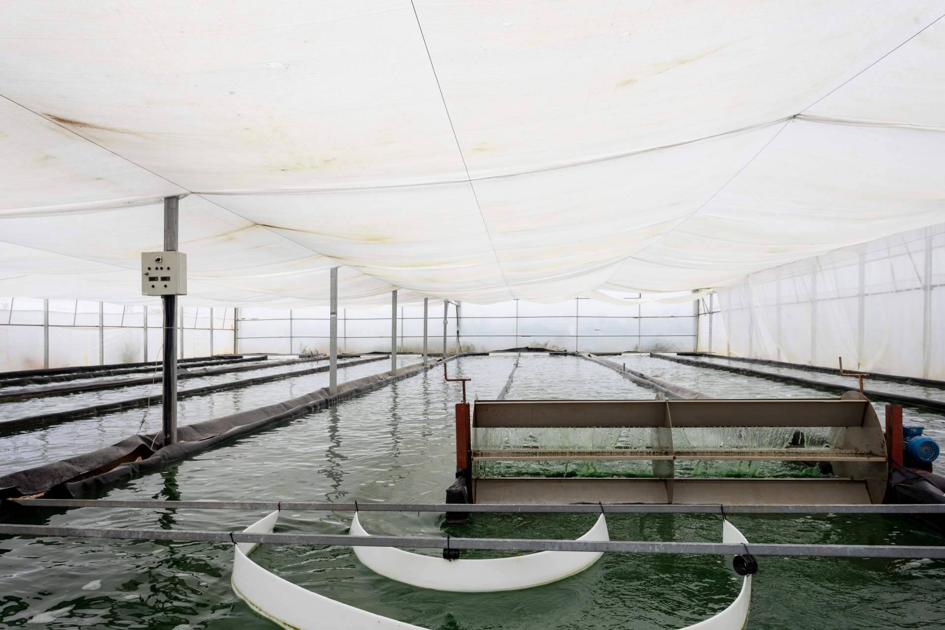 Espirulina fresca producida en Catalunya; una propuesta natural con recetas prácticas para el día a día