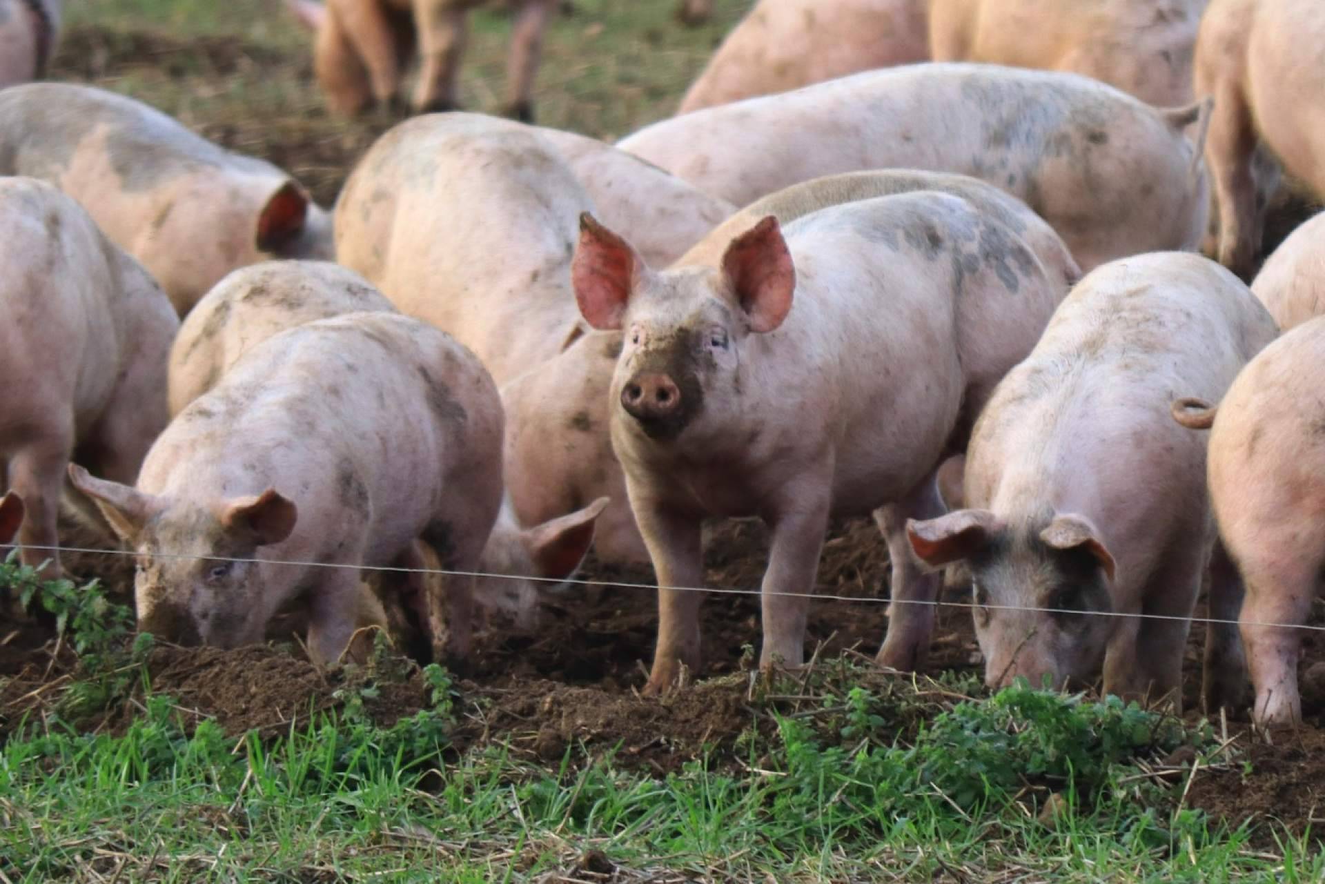 Granjas San Antonio destaca las garantías sanitarias de la carne de cerdo por la alerta de peste porcina