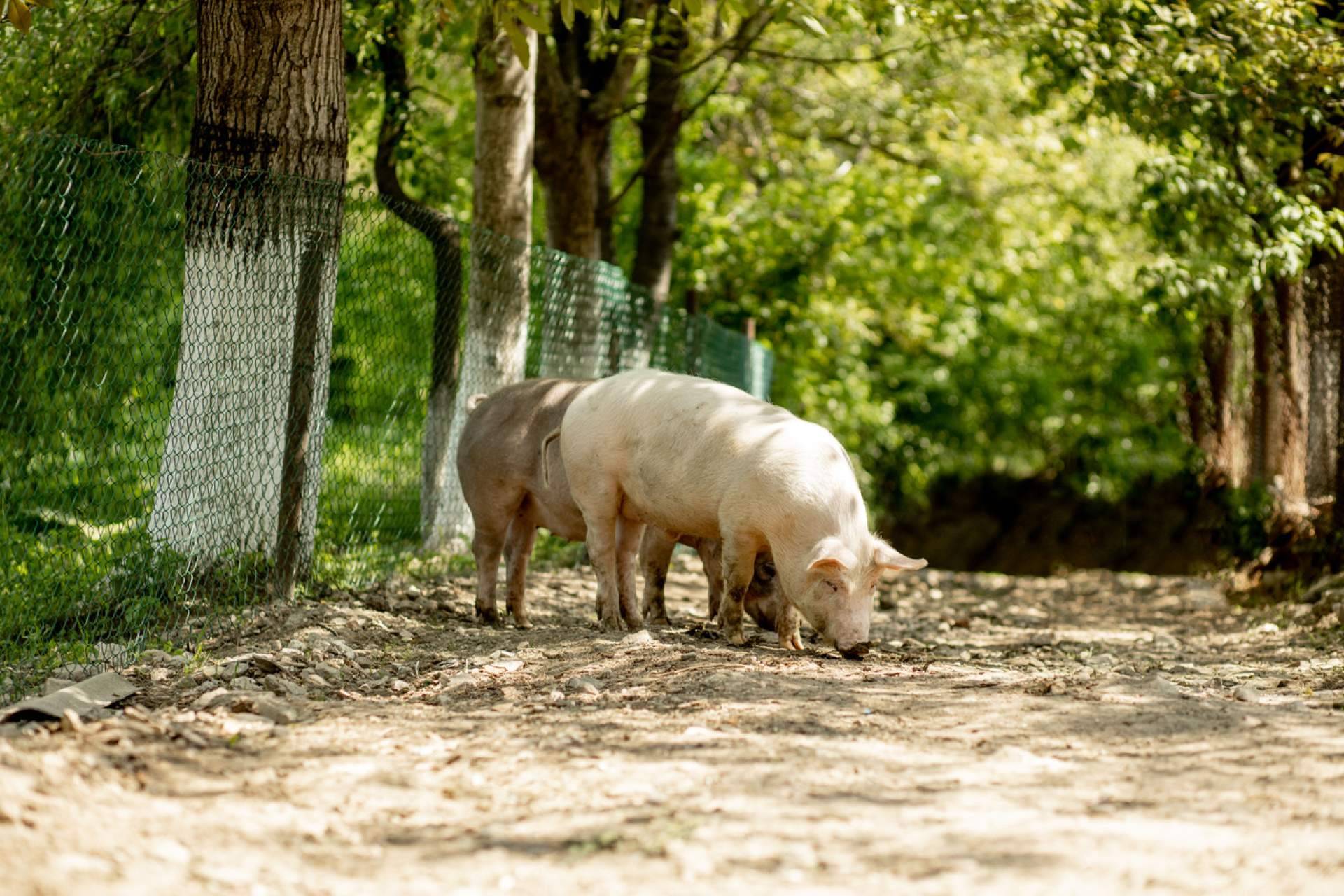 Comer mejor en 2026; el papel de la ganadería ecológica en una alimentación consciente