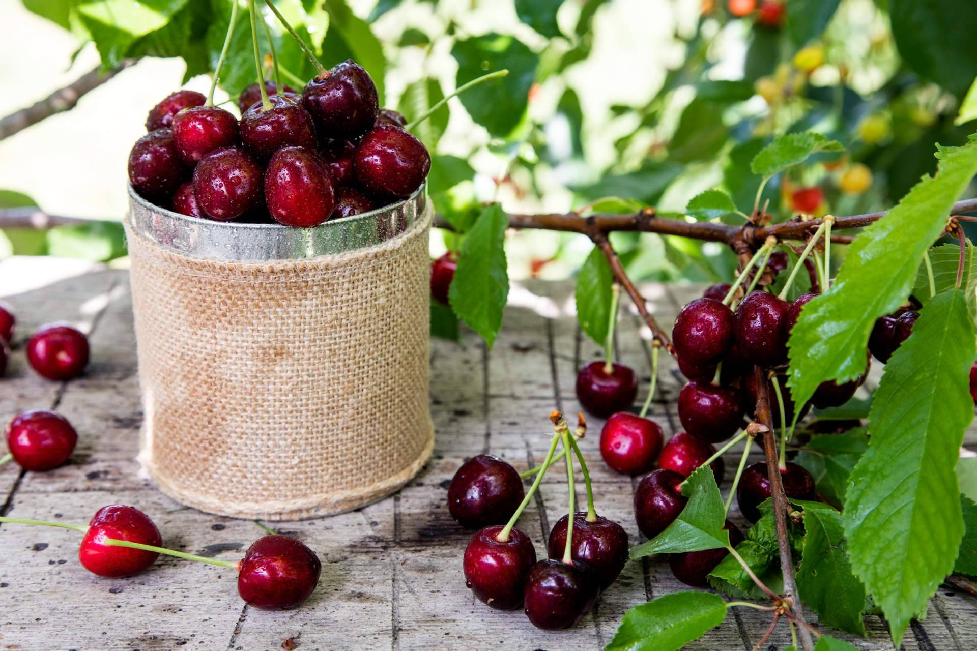 Cereza chilena; calidad antes que volumen