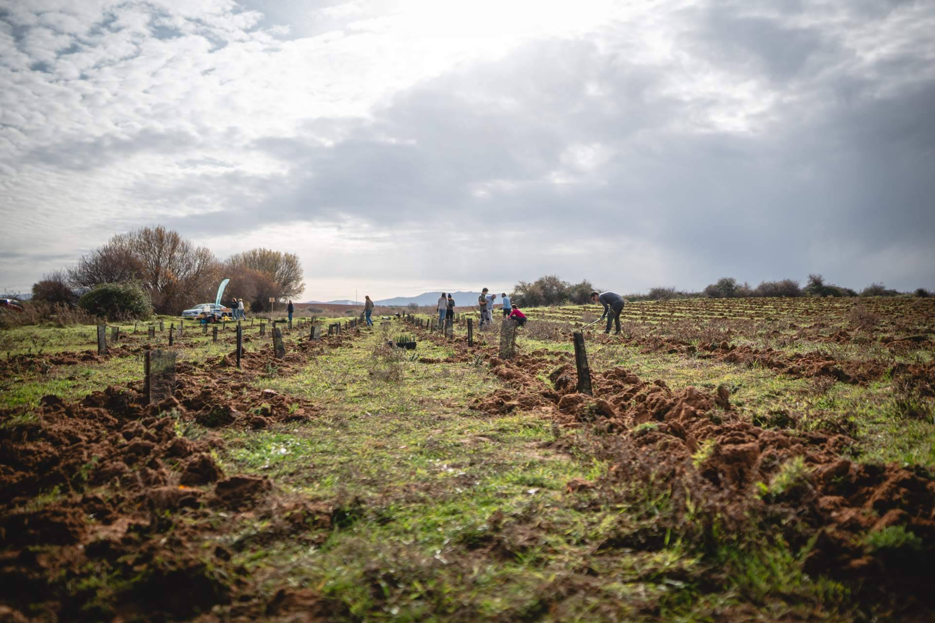 Bosquia impulsa nuevas reforestaciones en Madrid junto a empresas y ciudadanía por el Día de los Bosques