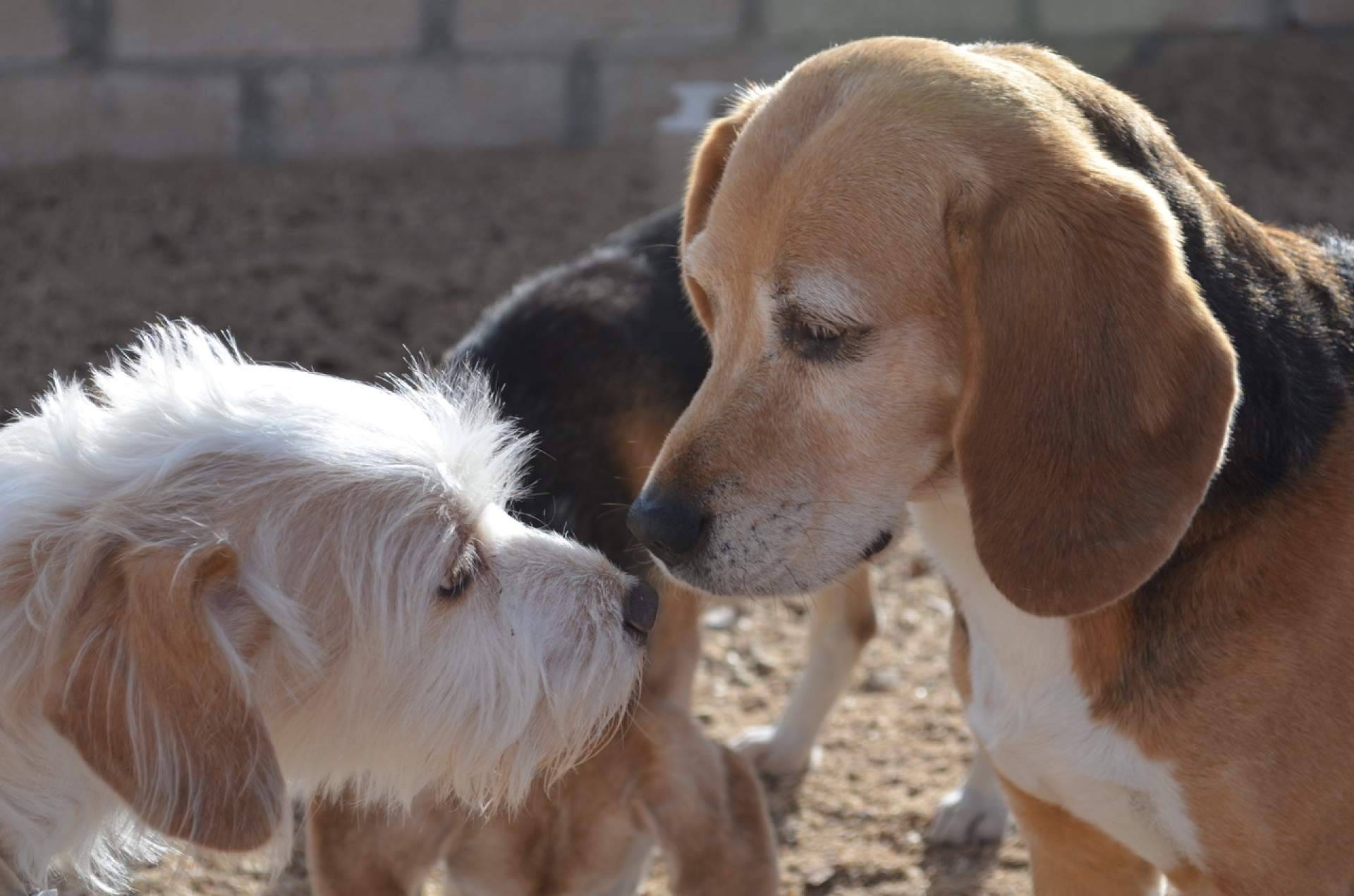 Cómo elegir la mejor residencia para perros y gatos en Madrid