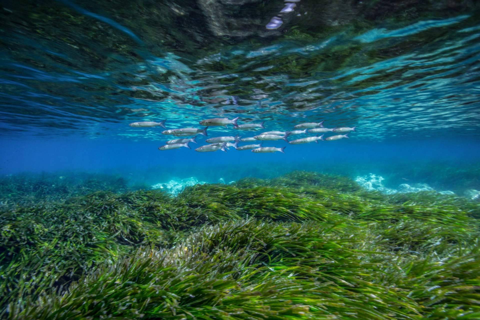 La restauración de la posidonia es vital para combatir el cambio climático