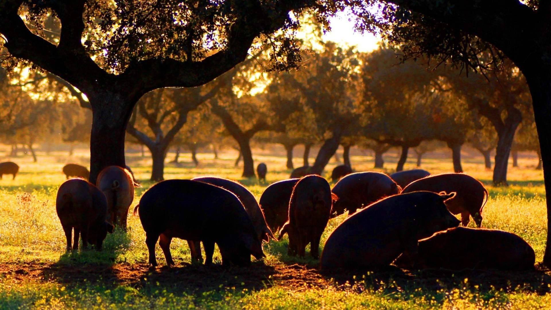 Carnes País de Quercus se convierte en Dehesium, reforzando su identidad ligada a la dehesa