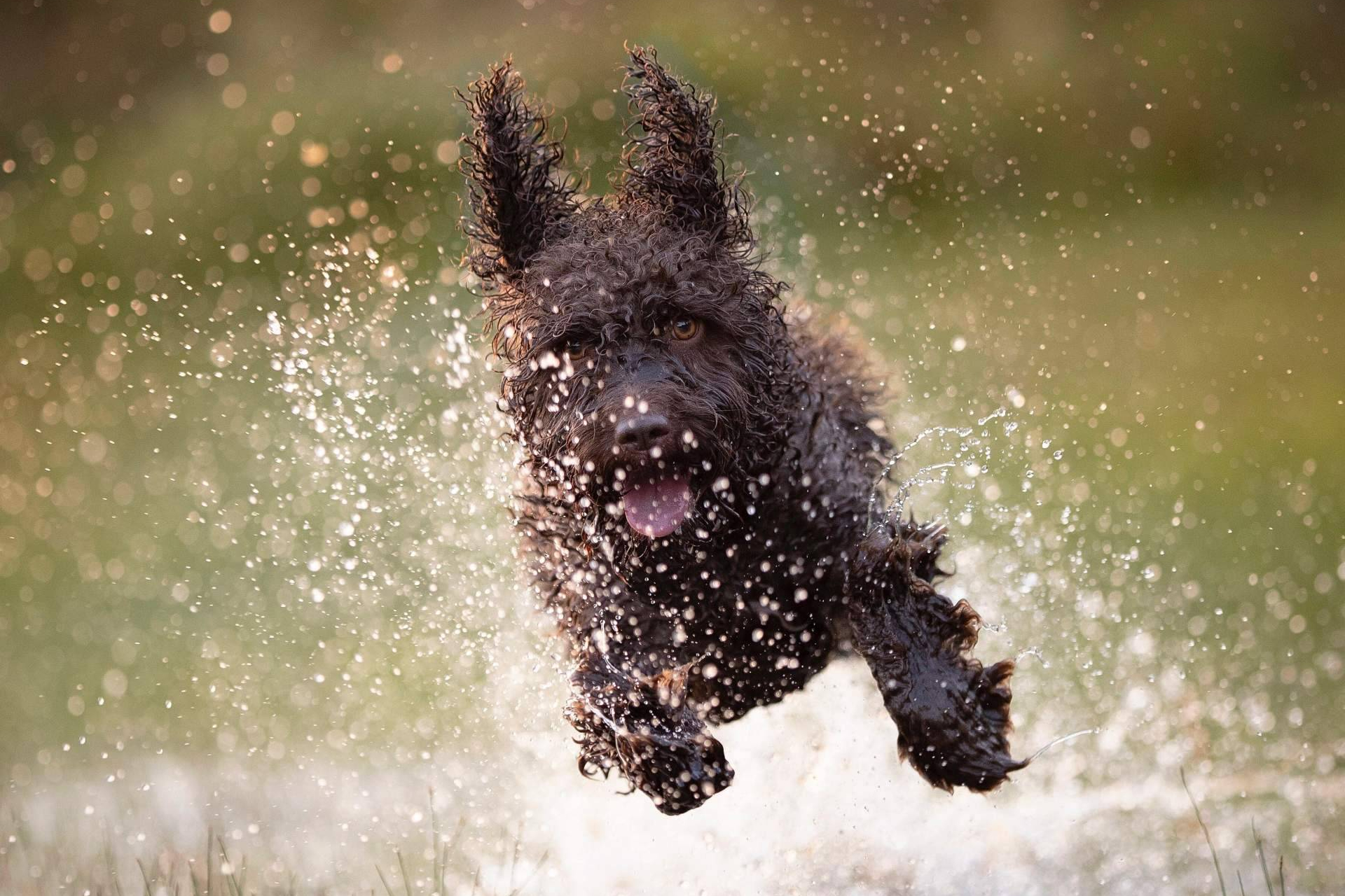Cuándo puede tener sentido incluir probióticos en perros y por qué Livopets marca la diferencia