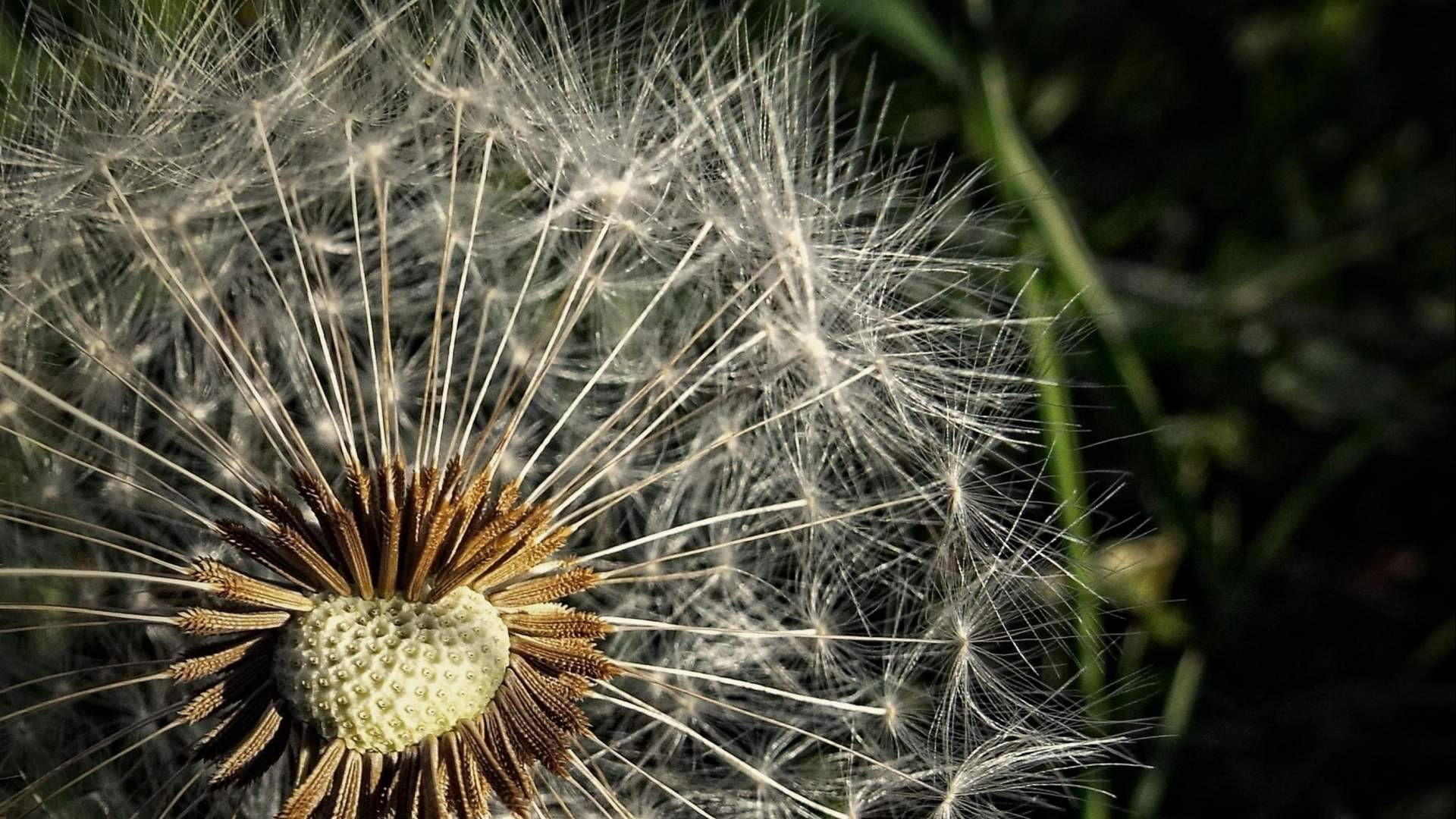 'Primaverano'; síntomas de alergia primaveral y calor del verano
