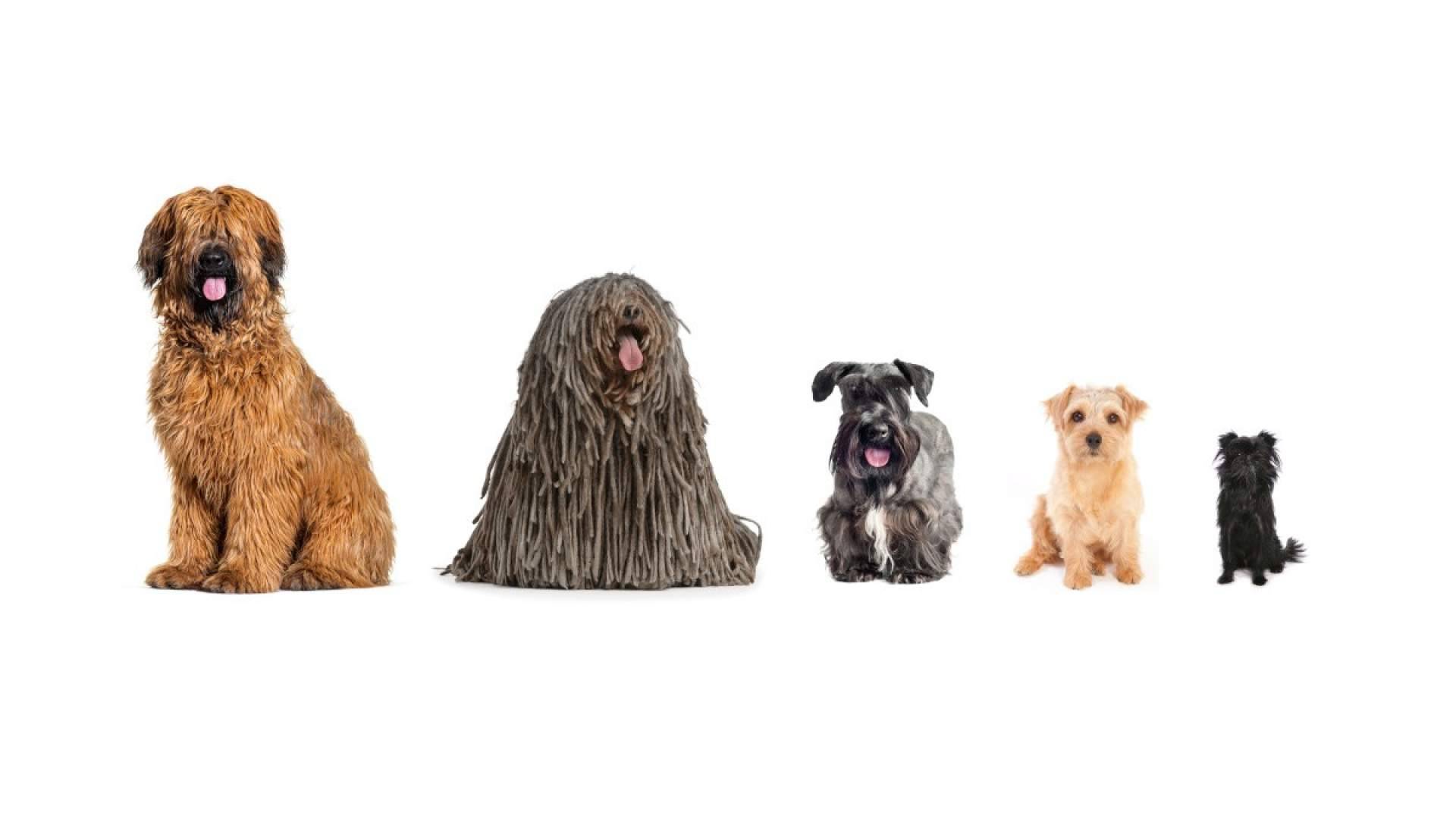 Petplan España crea el primer cotizador de seguros para mascotas Chat GPT