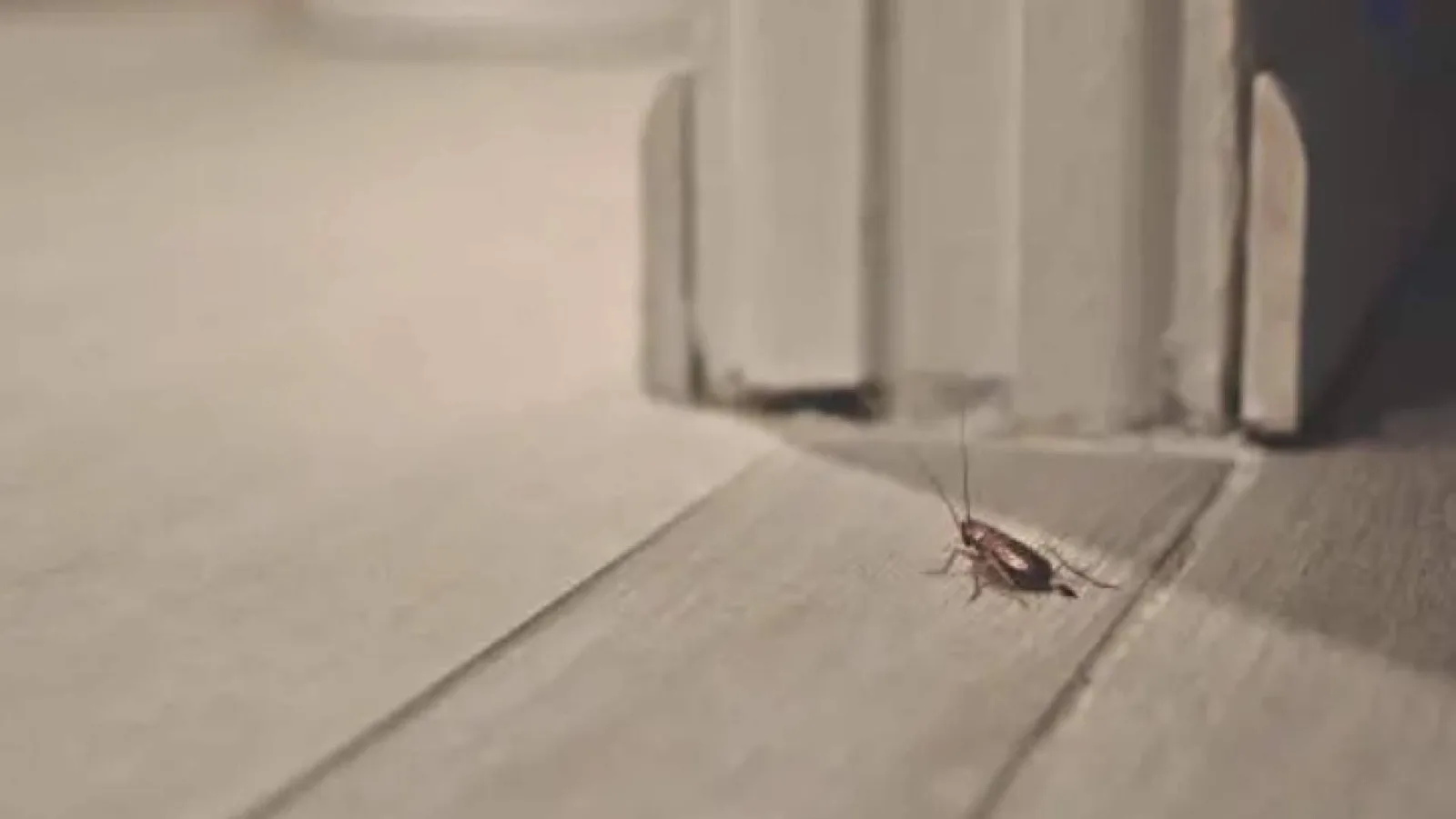 Productos para la eliminación de cucarachas; soluciones profesionales y domésticas para un control eficaz